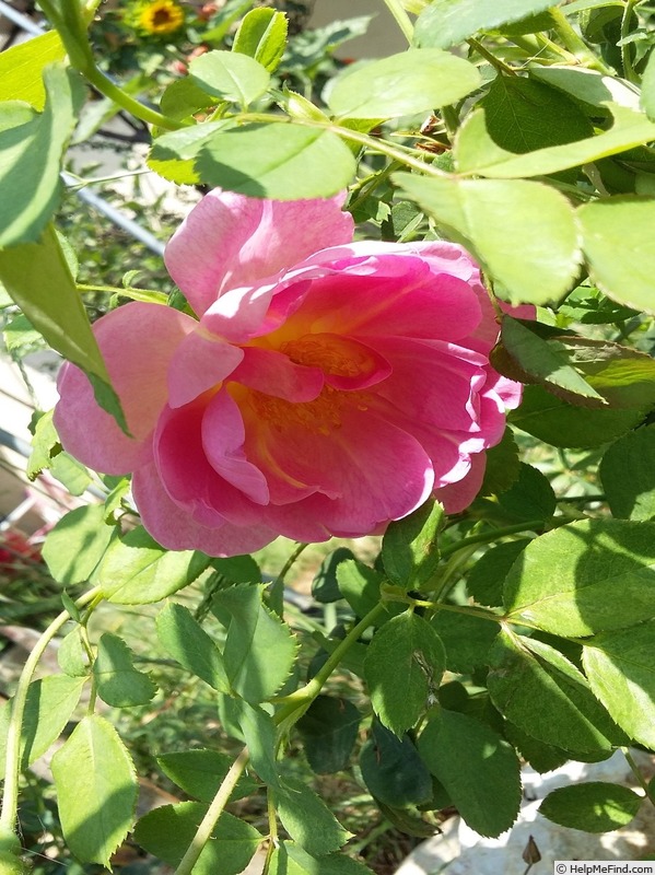 'Pink Paradise (hybrid tea, Delbard, 2004/11)' rose photo