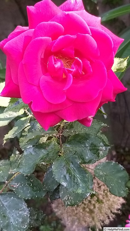 'Papa Meilland ® (Hybrid Tea, Meilland, 1963)' rose photo