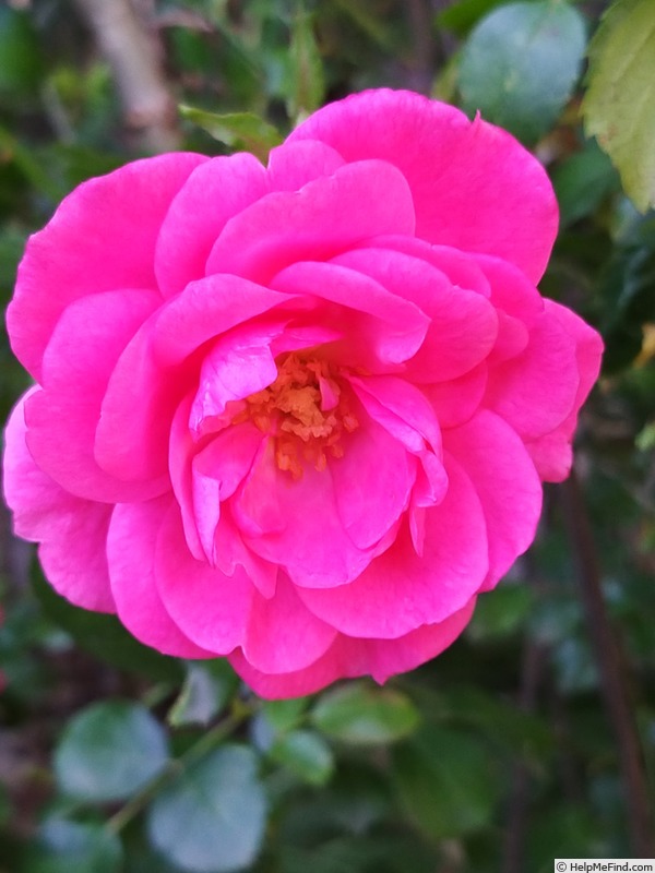 'Mirato ® (shrub, Evers/Tantau, 1990)' rose photo