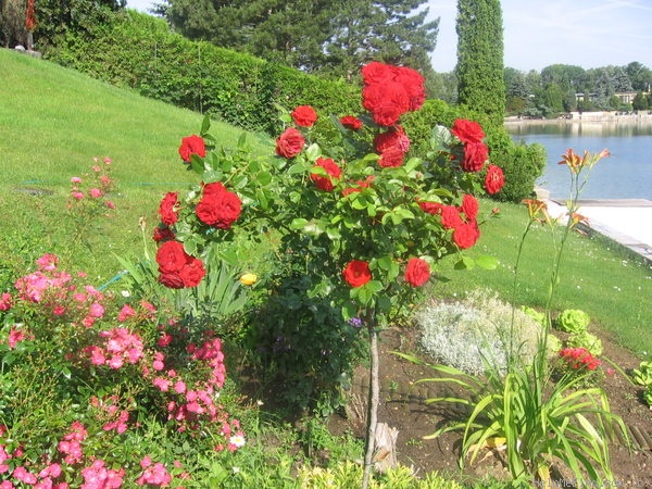 'Grand Palace ®' rose photo