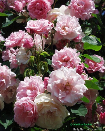 'Johanna Röpcke' rose photo