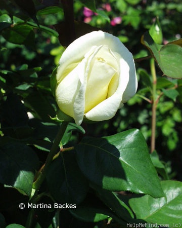 'Croix Blanche' rose photo