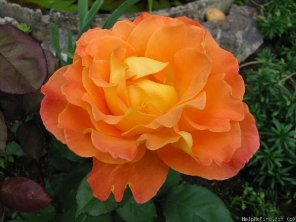 'Rémy Martin ®' rose photo