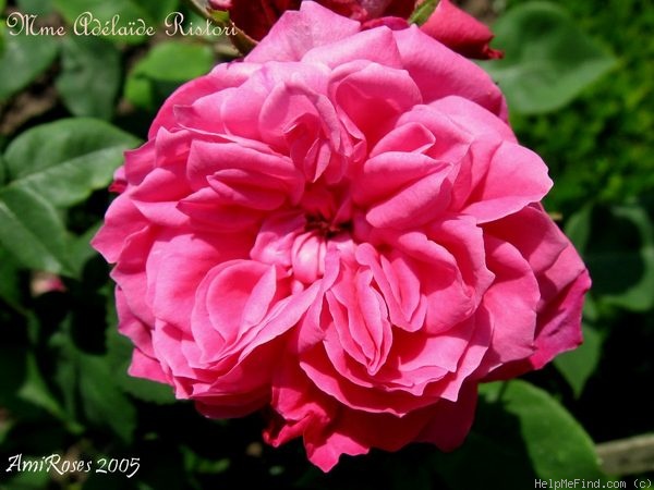 'Madame Adélaide Ristori' rose photo