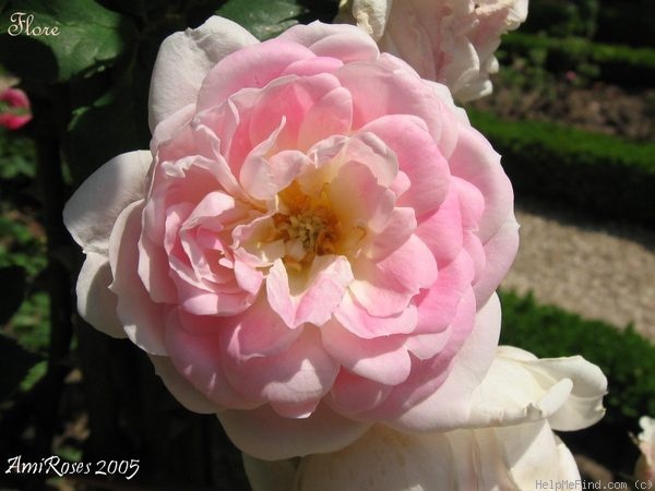 'Flore (Sempervirens, Jacques, 1830)' rose photo
