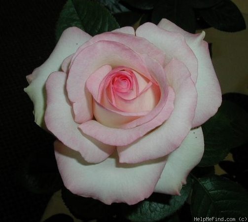 'WEKonine' rose photo