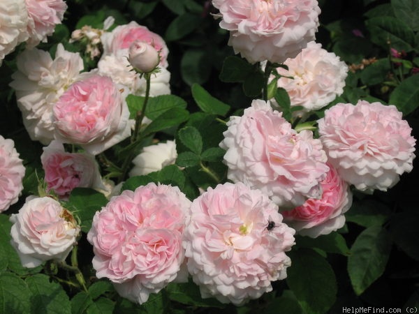 'Belle Isis (gallica, Parmentier, by 1845)' rose photo