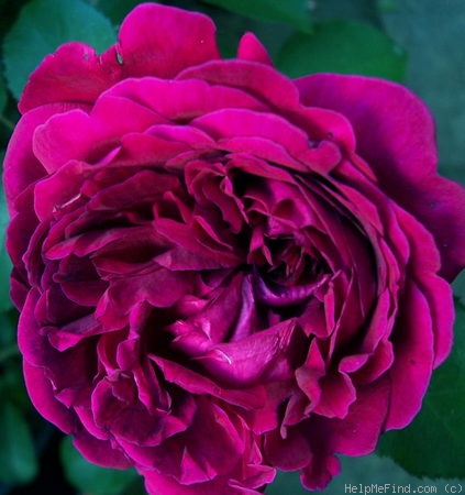 'William Shakespeare 2000 ™ (shrub, Austin 1994)' rose photo
