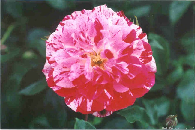 'AARS 506' rose photo