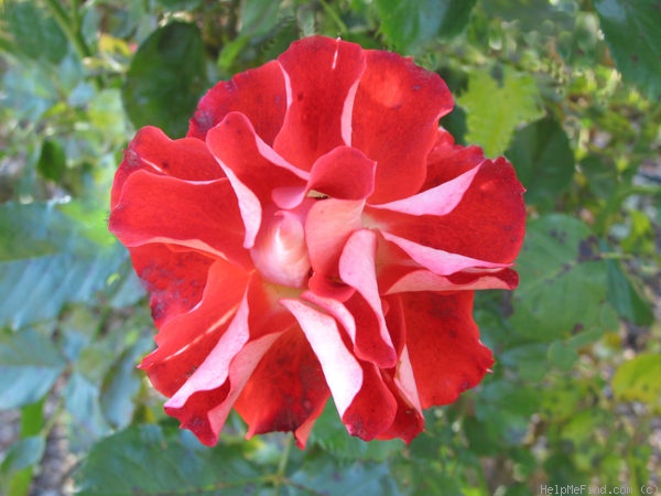 'Blastoff ™' rose photo