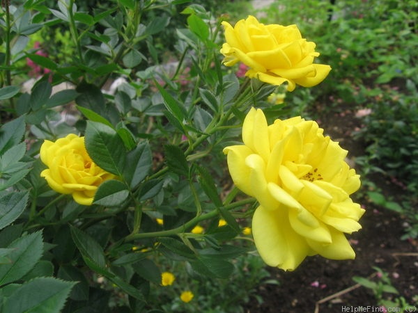 'Goldjuwel ® (miniature, Evers/Tantau, 1993)' rose photo