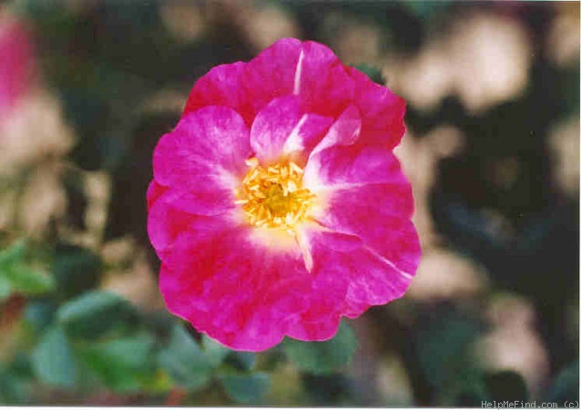 'Fargesii' rose photo