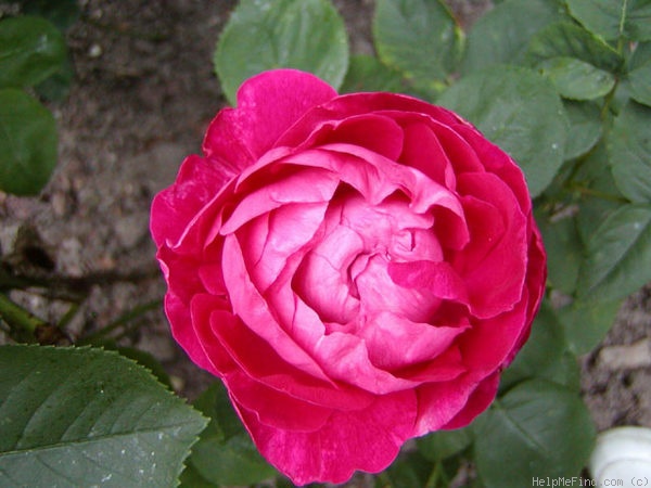 'Dr. Brada's Rosa Druschki' rose photo