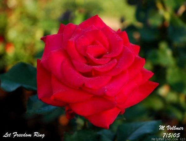 'Let Freedom Ring ™' rose photo