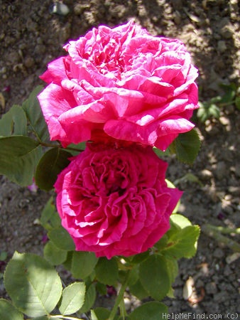'Jean Rosenkrantz' rose photo