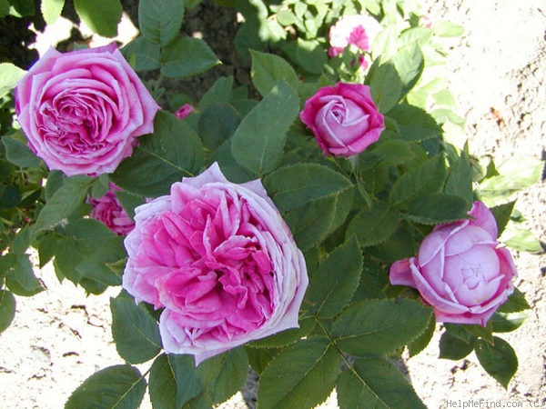 'Mademoiselle Thérèse Levet' rose photo