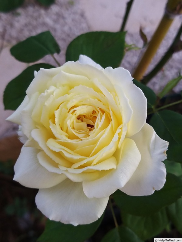 'Jeanne Moreau ® (hybrid tea, Meilland before 2000)' rose photo