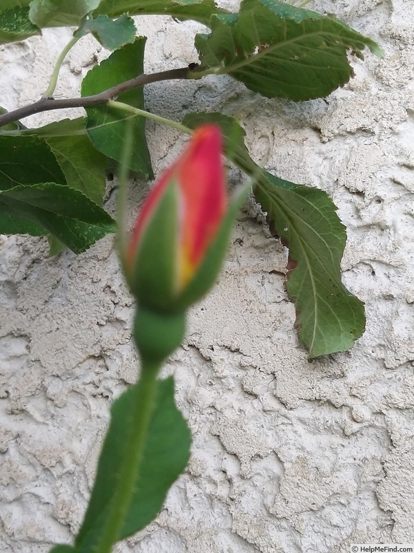 'Joseph's Coat' rose photo