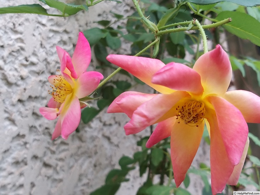 'Joseph's Coat' rose photo