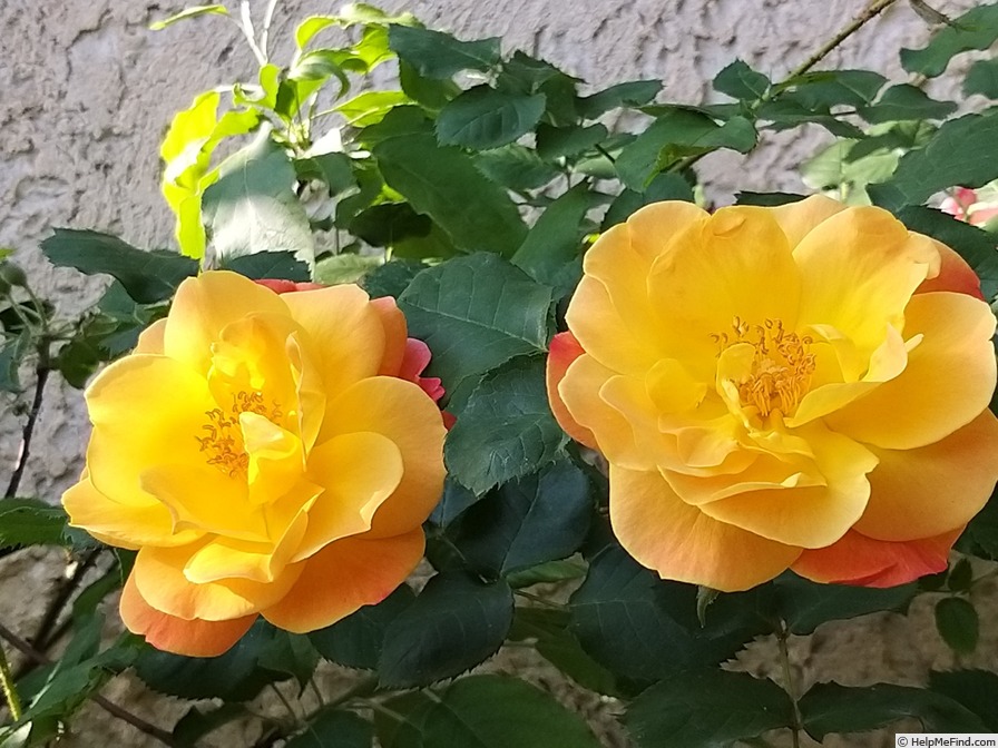 'Joseph's Coat' rose photo