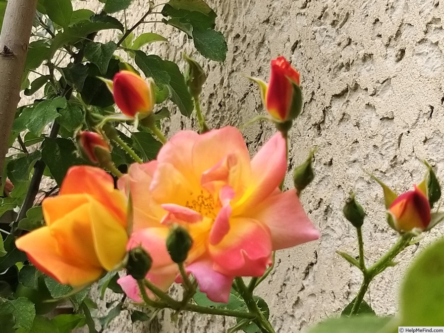 'Joseph's Coat' rose photo