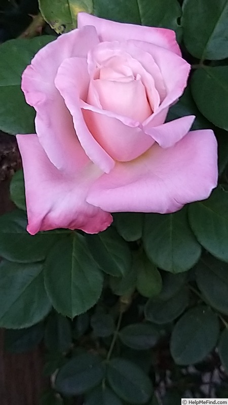 'Laetitia Casta ®' rose photo