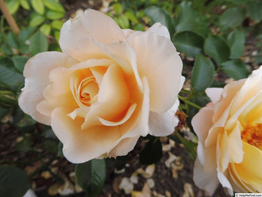 'Tsarina' rose photo