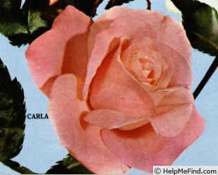 'Carla (hybrid tea, deRuiter, 1963)' rose photo