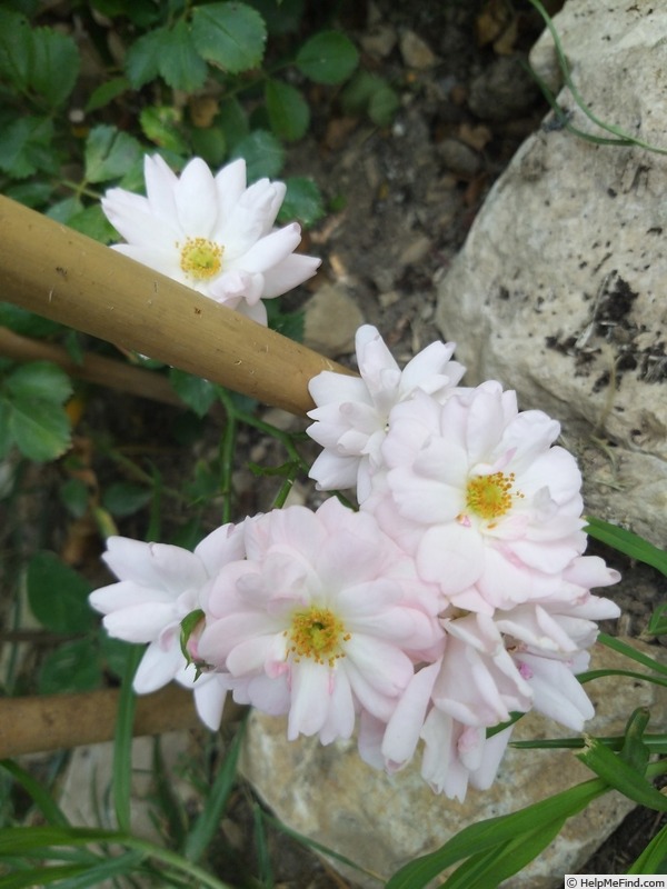 'Satina (patio, Evers/Tantau, 1992)' rose photo