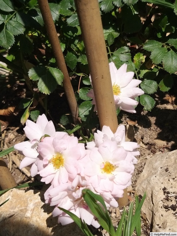 'Satina (patio, Evers/Tantau, 1992)' rose photo