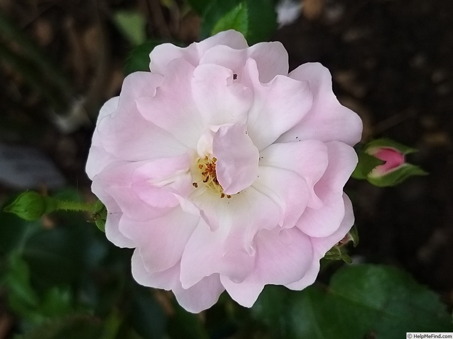 'Satina (patio, Evers/Tantau, 1992)' rose photo