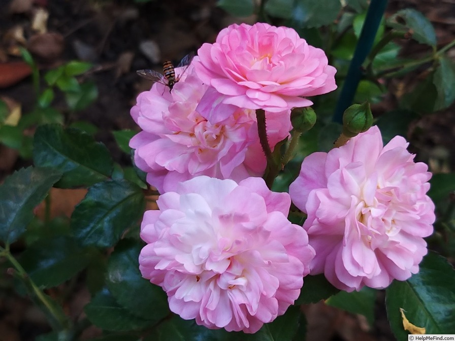 'Satina (patio, Evers/Tantau, 1992)' rose photo