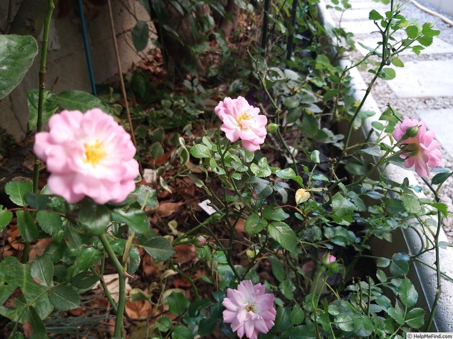 'Satina (patio, Evers/Tantau, 1992)' rose photo