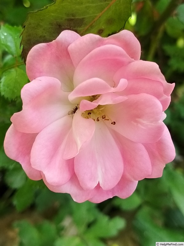 'Satina (patio, Evers/Tantau, 1992)' rose photo