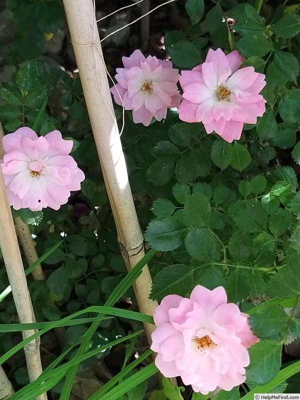 'Satina (patio, Evers/Tantau, 1992)' rose photo