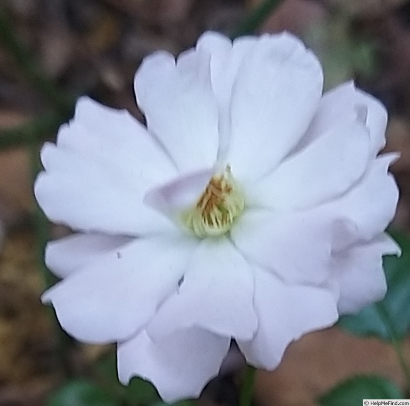 'Satina (patio, Evers/Tantau, 1992)' rose photo