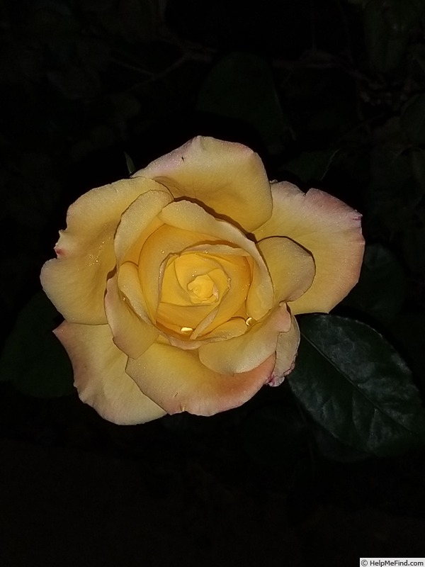 'Pullman Orient Express ®' rose photo