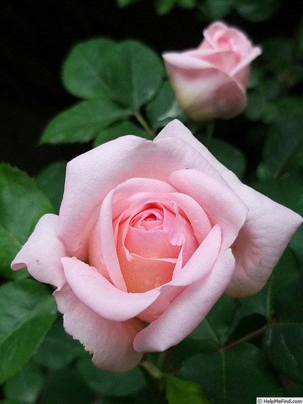'Astrid Lindgren' rose photo