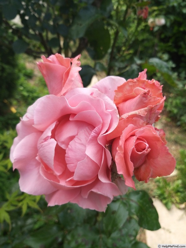 'Paris d'Yves St. Laurent' rose photo