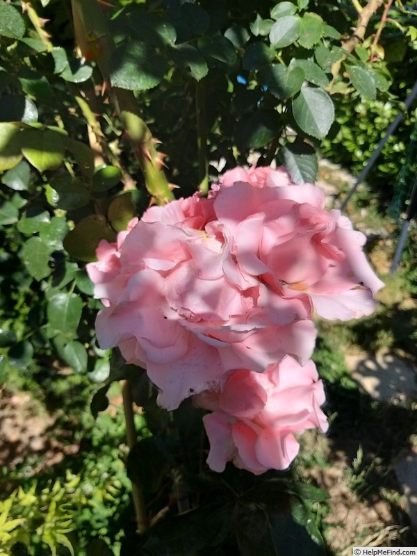 'Paris d'Yves St. Laurent' rose photo