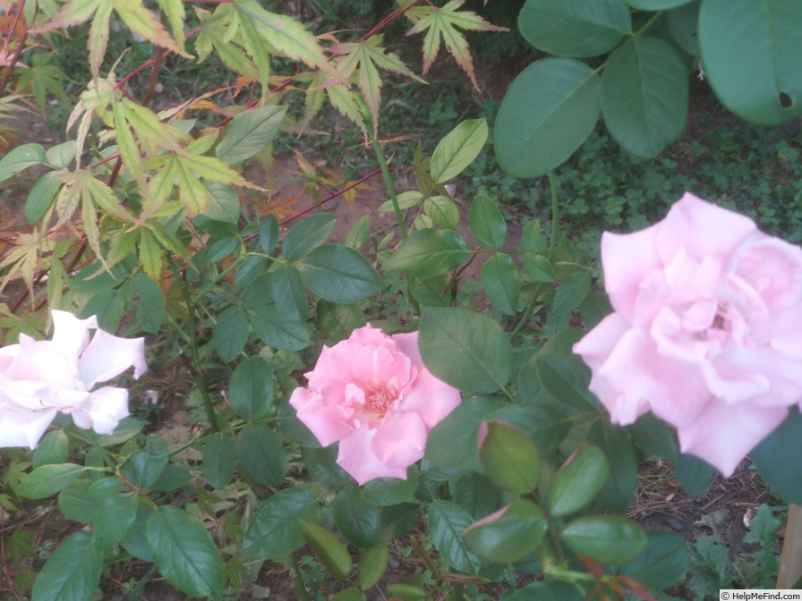 'Paris d'Yves St. Laurent' rose photo