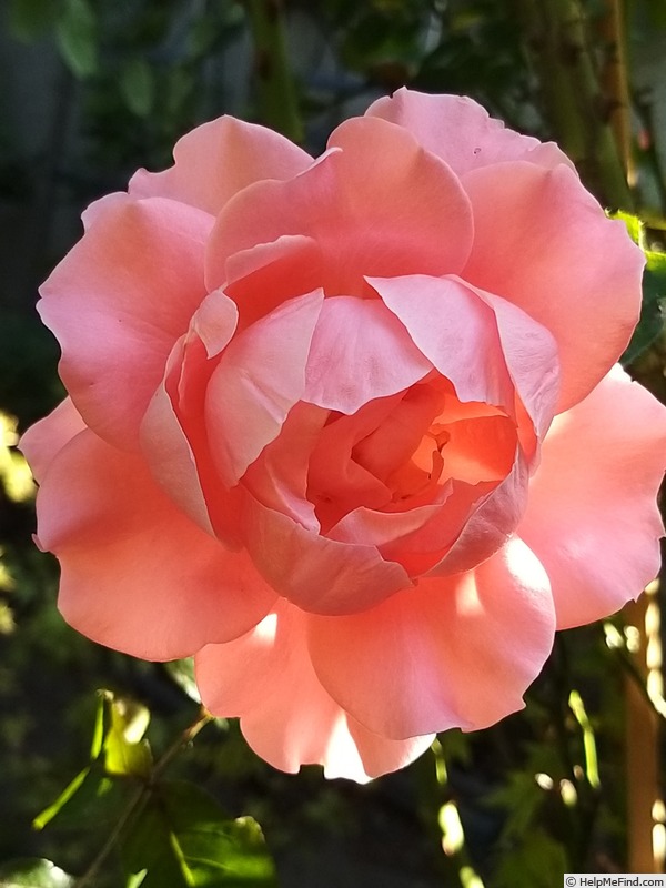 'Paris d'Yves St. Laurent' rose photo