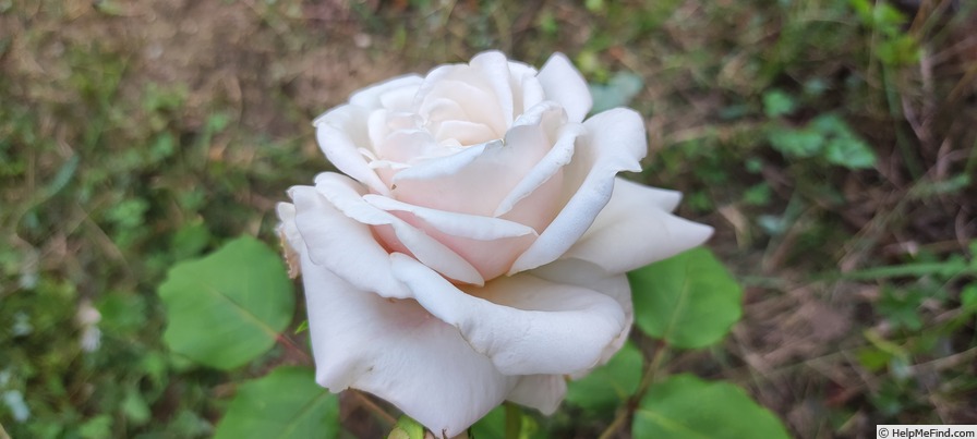 'Madame Jean-Pierre Soupert' rose photo
