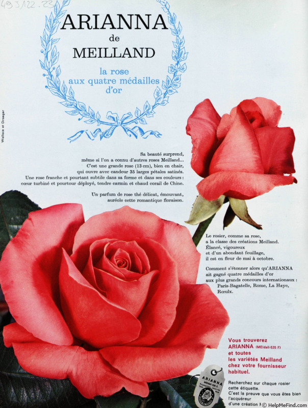 'Arianna ® (hybrid tea, Meilland, 1965)' rose photo