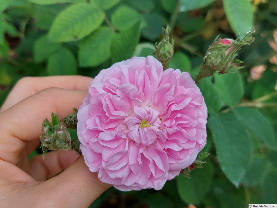 'Petite Lisette' rose photo