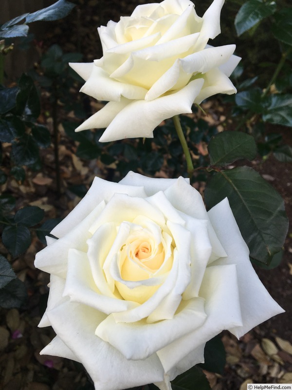 'MPJPII16-1' rose photo