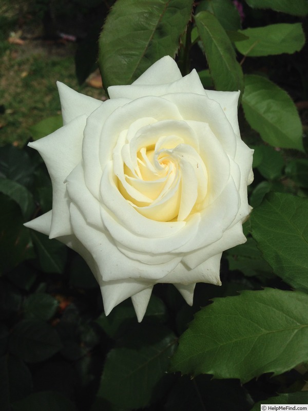 'MPJPII16-1' rose photo