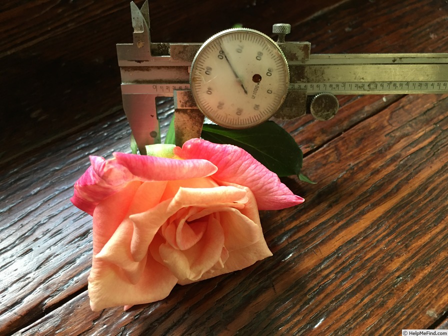 'President Herbert Hoover' rose photo