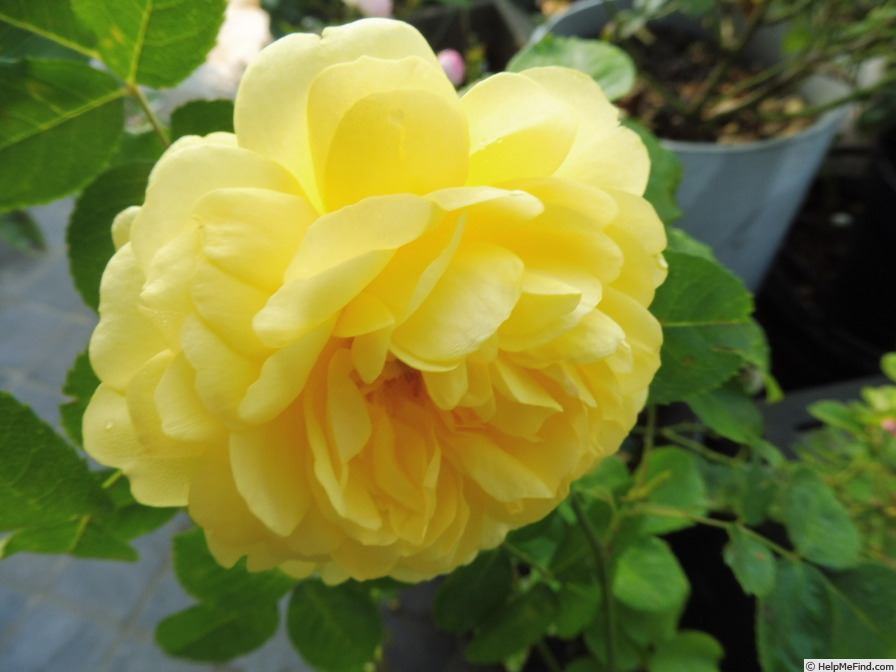 'Yellow Meilove ®' rose photo