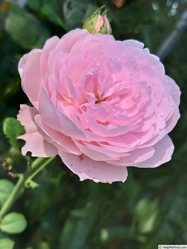 'Queen of Sweden' rose photo